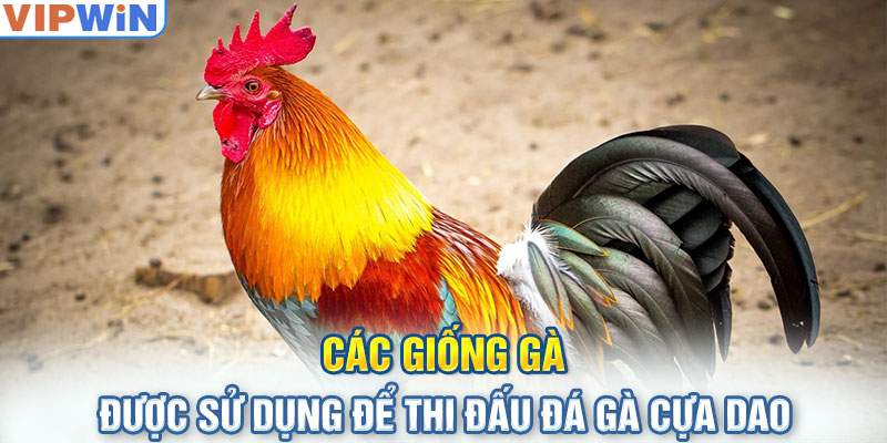 Các giống gà được sử dụng để thi đấu đá gà cựa dao