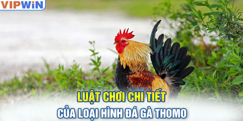 Luật chơi chi tiết của loại hình đá gà Thomo